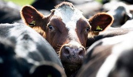 Make better-informed dairy breeding decisions